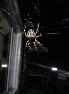 spider-on-porch